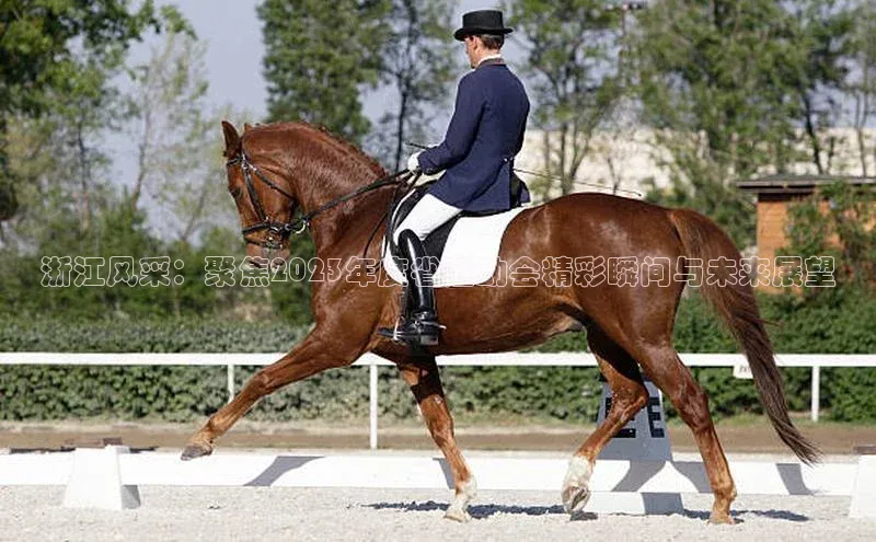 浙江风采：聚焦2023年度省运动会精彩瞬间与未来展望